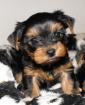 Yorkshire Terrier Welpen Rüde