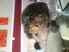 Steiff tiere