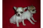 Reinrassiger Mini Chihuahua