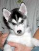 Husky abzugeben