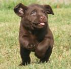 Labrador Welpen braun