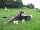Hundebetreuung liebevoll professionell