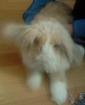 Vergebe 2 Teddy-Zwergwidder