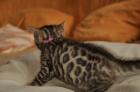 Wunderschöne Bengalkitten suchen noch Spielgefährten fürs Leben