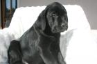 Labradorzucht hat Welpen zu vergeben