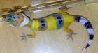 Leopardgeckos Eublepharis macularius DNZ 2022 Hypo High Yellow