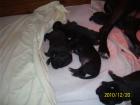 Deutsche Dogge Welpen