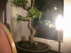 Bonsai Ulmus Parvifolia China Ulme ca 32 Jahre alt keine S form
