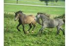 Gold-buckskin farbener Welsh B Hengst 3 5j. 142Stockm. PAPIERE