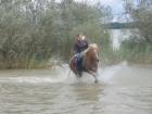 Sport Araber-Haflinger Wallach 4 5j. flottes pferd