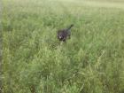 Liebevoller schnautzermix
