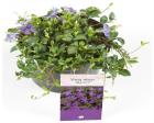 50 St Vinca minor blau immergrün Bodendecker Topfgr. 9 kostenloser versand