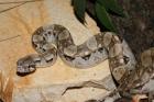 Boa constrictor imperator El Salvador 0. 1