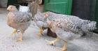 Bielefelder Kennhuhn kennsperber Hahn Hähne
