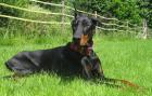 Dobermaqnn Rüde Jack ge. 01. 08. 2022 sucht neues Körbchen