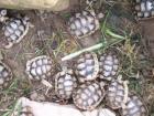 NZ 2022/2011 Griechische Landschildkröte und Breitrandschildkröte