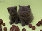 BKH- und BLH Babies in cinnamon mit Papieren