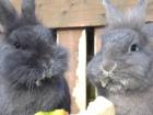 Tierbetreuung Hundebetreuung Tiersitter Pferdebetreuung