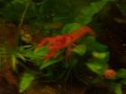 Biete ständig eigene Nachzuchten von CPO Krebsen Teichmuscheln Garnelen Guppy s