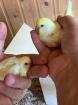 Babywellensittiche 5 Wochen alt