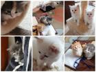 Edelmix Kitten Neva Masquarade Maine Coon