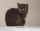 BKH-Kitten in Chocolate