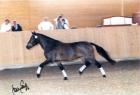 Dressureinsteigerpony der Extraklasse