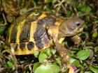 STUTTGART Landschildkröten aus Hobbyzucht 2022