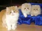 Knuffige Perserkater