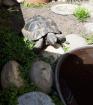 Maurische und griechische Landschildkröte