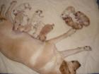 Labradorwelpen blond in 8 Wochen abzugeben gesund und bildhübsch FP 390 - Eur