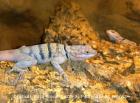 Gebänderter Felsenleguan Petrosaurus repens