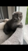 Scottish fold Kitten weiblich grau blau