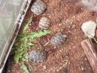 Maurische Landschildkröten NZ 2022