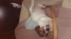 Jack-Russel Welpen