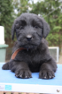 Riesenschnauzer B-Wurf