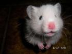 Hübsche Teddyhamsterbabys