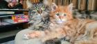 Maine Coon Jungs suchen