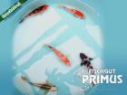Handpic - Select AA 15 cm Koi-Mix