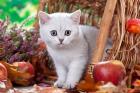 Süßes BKH Kitten Katerchen Danny sucht.