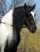Irish Tinker Stute Hengst und Wallach- 5-6 Jahre- 150cm- Falbe