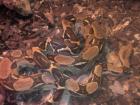 0 1 Boa constrictor imperator Pastel Sibling