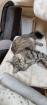 Main Coon Deckkater gesucht