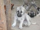 Sivas Kangal Welpen zu verkaufen Geboren am 08. 05. 2022