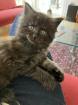 Maine Coon Kitten Kater reinrassig