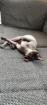 Sphynx Dame sucht neues Zuhause
