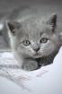 Wunderschöne BKH Kitten Farbe Blue Lilac