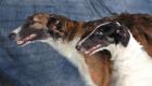 Rassehunde Barsoi
