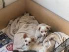 Zuckersüße Langhaar Chihuahua Mädchen