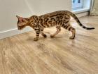 Bengal kittens